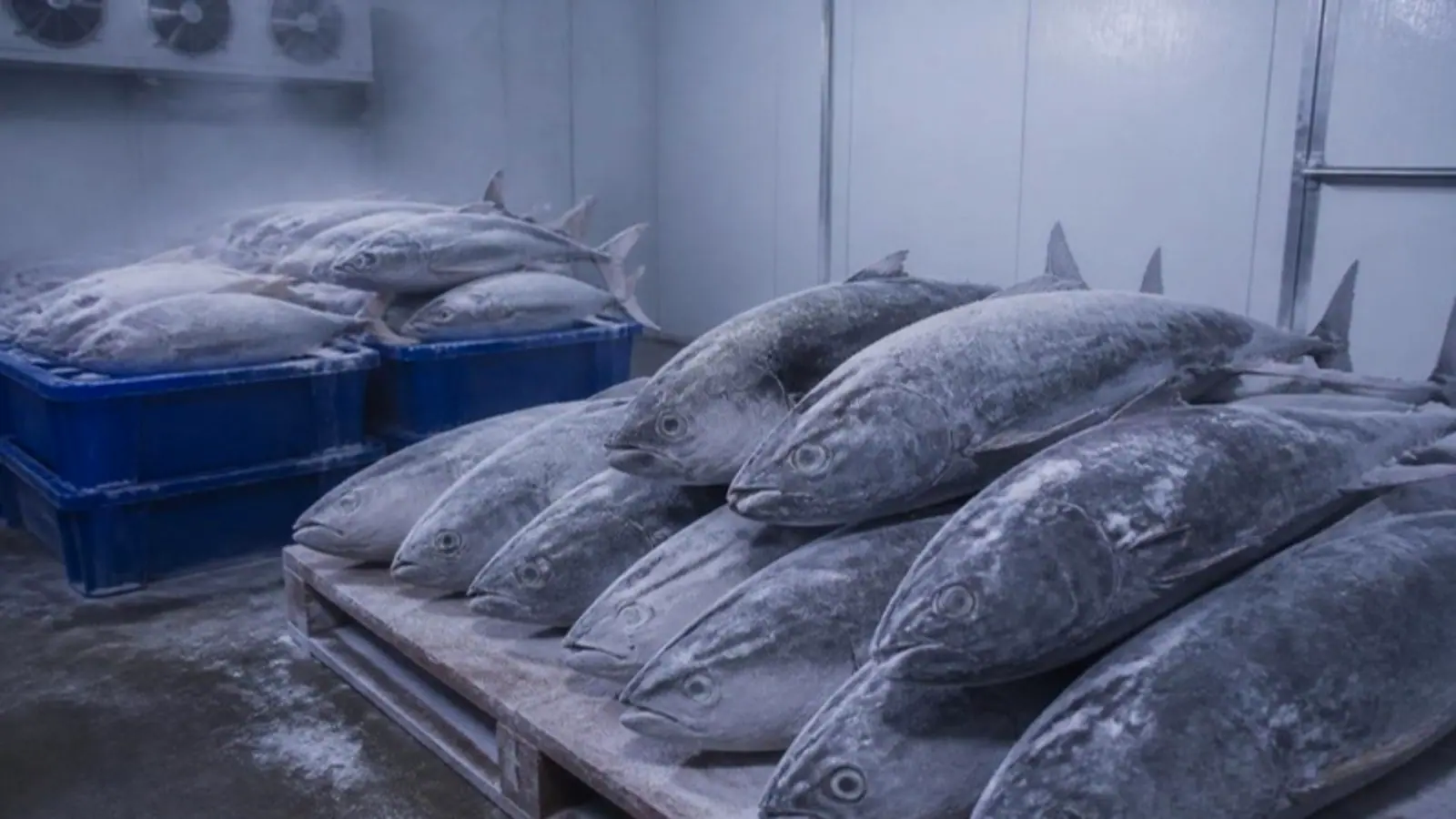 Whole frozen tuna stacked in a cold store